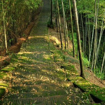 Activated Bamboo Charcoal —  Broad-Spectrum Binder