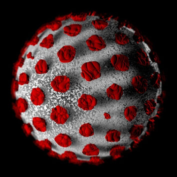 COVID-19 – What You Need to Know and How to Support Your Immune System