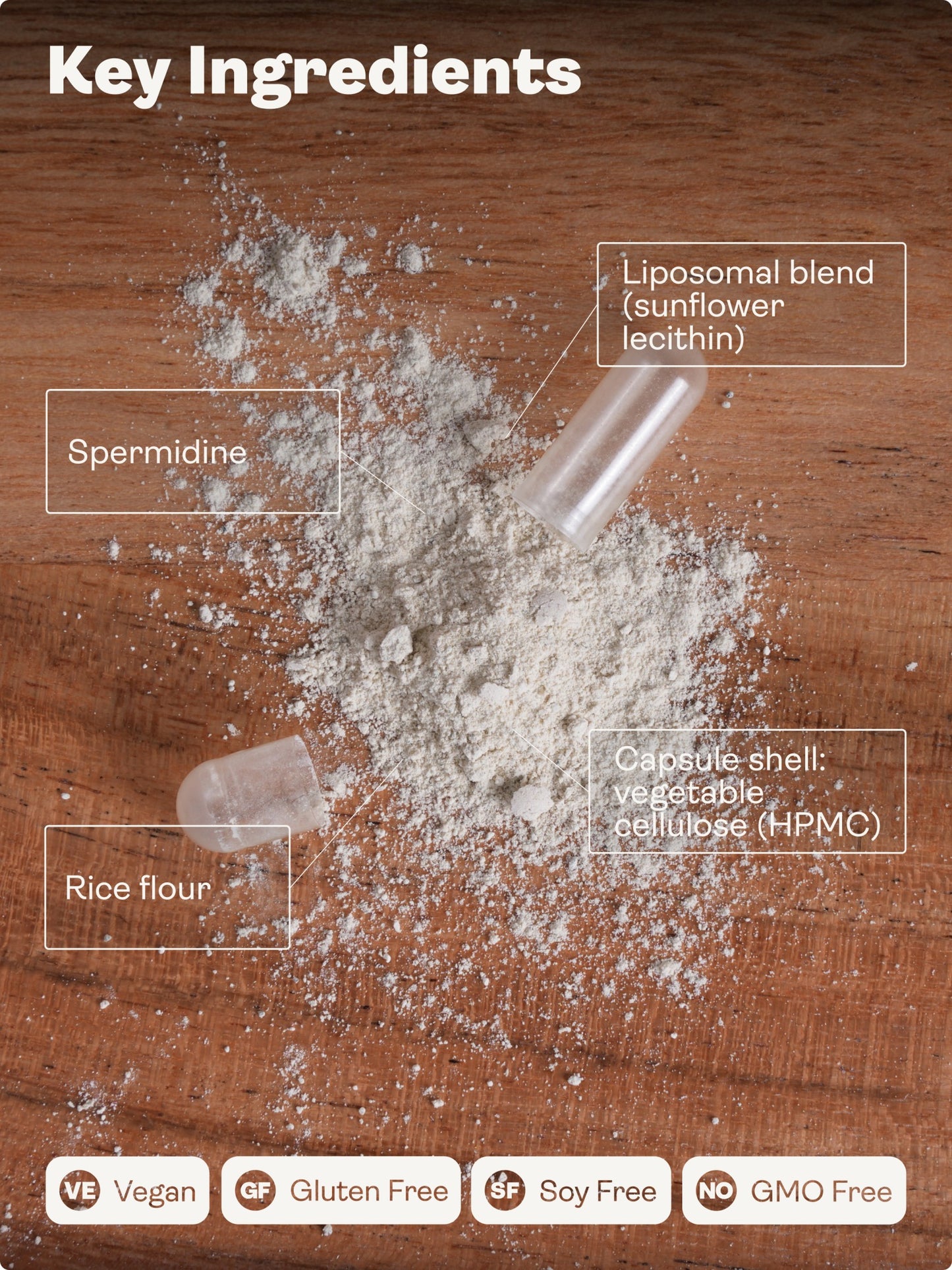 Liposomal Spermidine