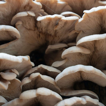 The Ultimate Guide to Youth & Earth Nerve Growth Factor: Boost Cognitive Health and Longevity