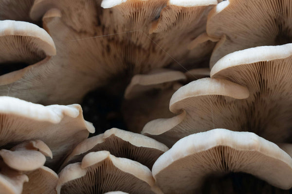 The Ultimate Guide to Youth & Earth Nerve Growth Factor: Boost Cognitive Health and Longevity