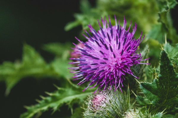 RELEAF by Youth & Earth: The Ultimate Supplement for Blood Sugar, Metabolism, and Longevity