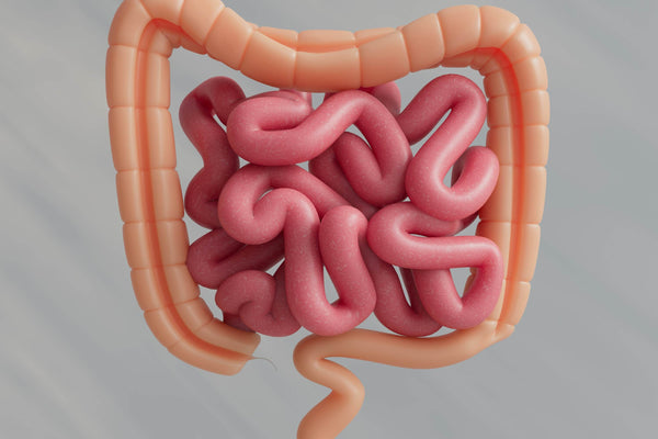 Youth & Earth’s Spore Probiotic: The Ultimate Guide to Gut Health, Immunity, and Longevity