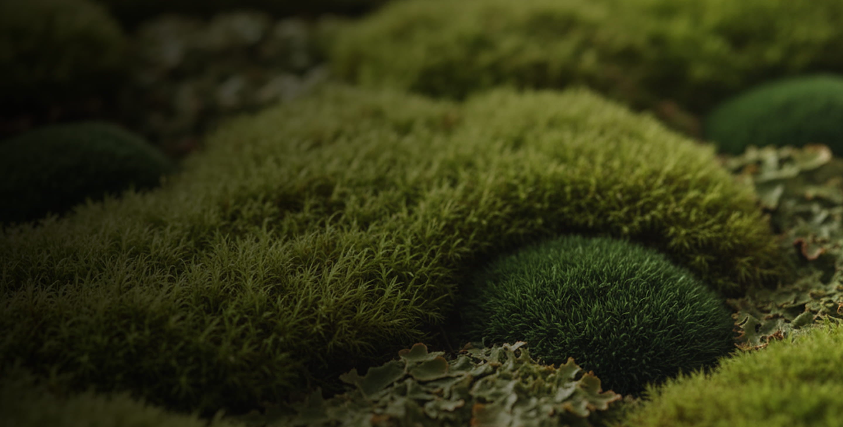 Close-up of green moss on a rock surface